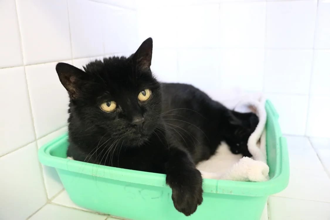 ROSE HAB17574, female senior Mixed Breed for adoption at SPA Hermeray, Hermeray
