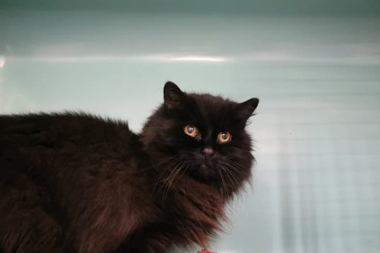 LORY HAB17576, female senior Mixed Breed for adoption at SPA Hermeray, Hermeray