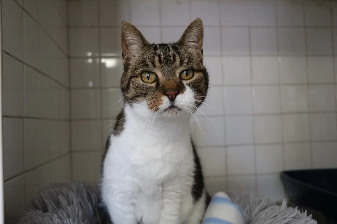 TOM HAB17573, male senior Mixed Breed for adoption at SPA Hermeray, Hermeray