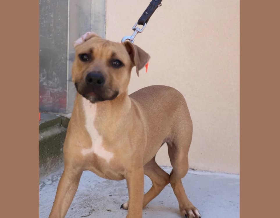 ZOE HAA24756, female Mixed Breed for adoption at SPA Hermeray, Hermeray