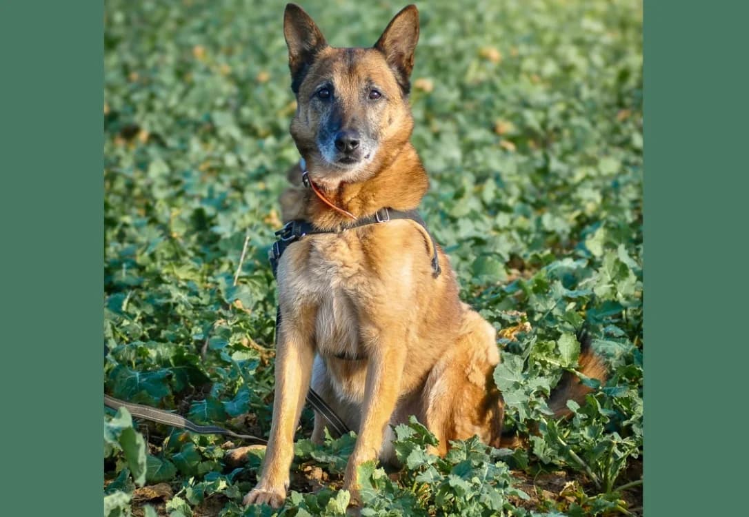 IAXON HAA23838, male Belgian Malinois for adoption at SPA Hermeray, Hermeray