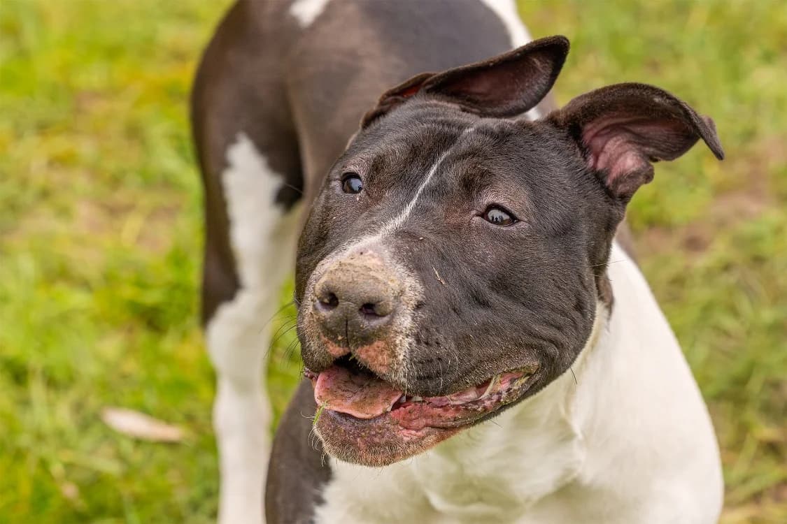 LIYAH OAA19656, female Bull Terrier for adoption at SPA Orgeval, Orgeval