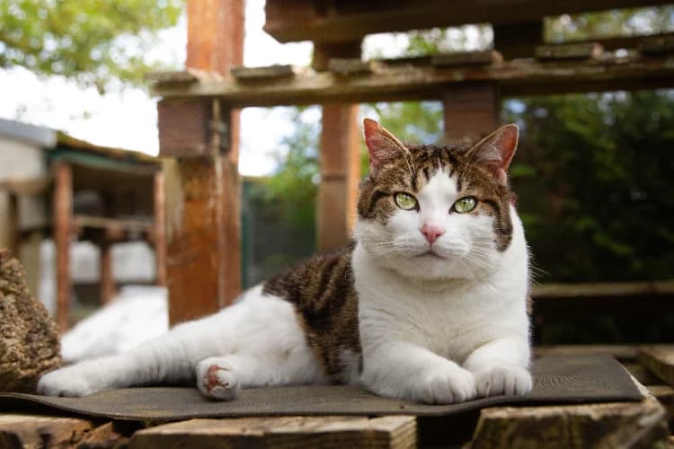 NOOPY A17078, male mixed breed for adoption at SPA Orgeval, Orgeval