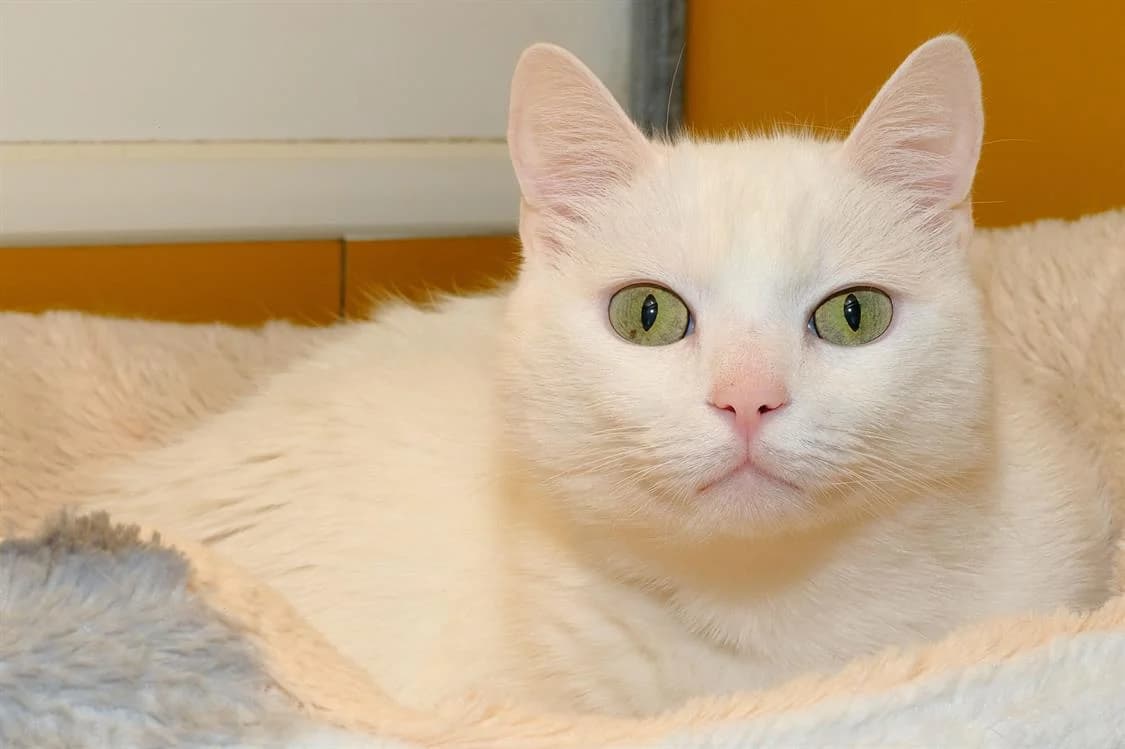 MINUS A17100, male mixed breed for adoption at SPA Orgeval, Orgeval