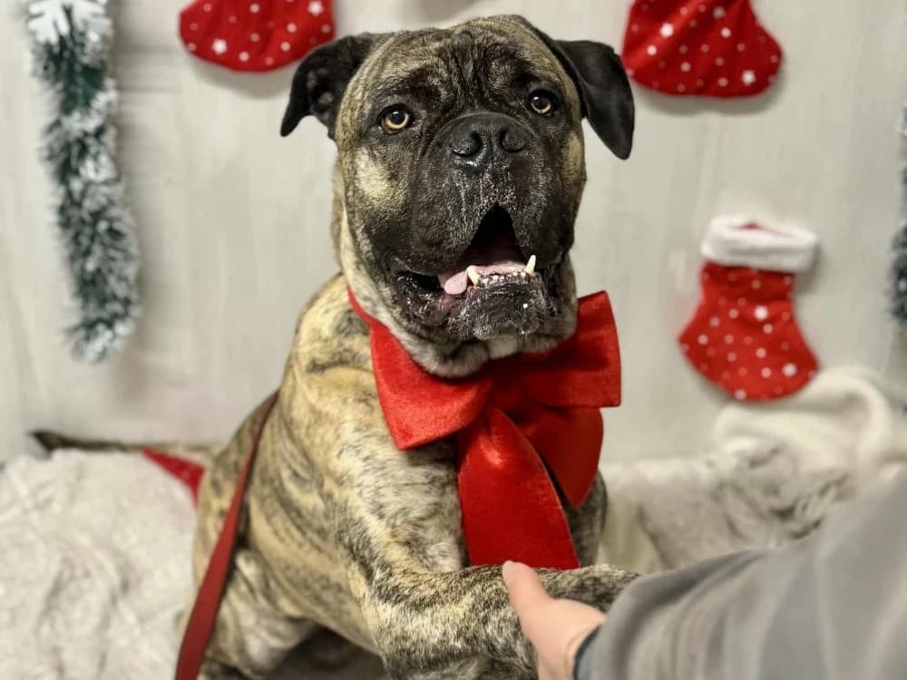 WALL-E, male Cane Corso for adoption at SPA Orgeval, Orgeval