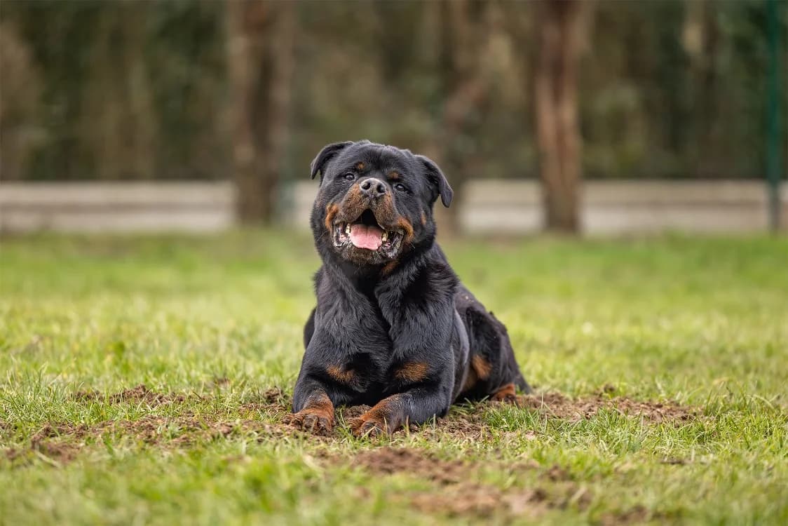 KODA OAA19314, male Rottweiler for adoption at SPA Orgeval, Orgeval