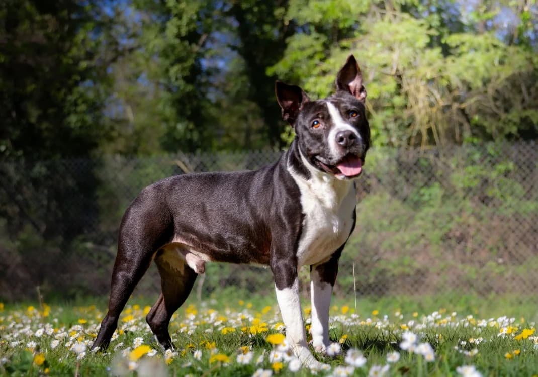 ALY OAA19899, male Mixed Breed for adoption at SPA Orgeval, Orgeval