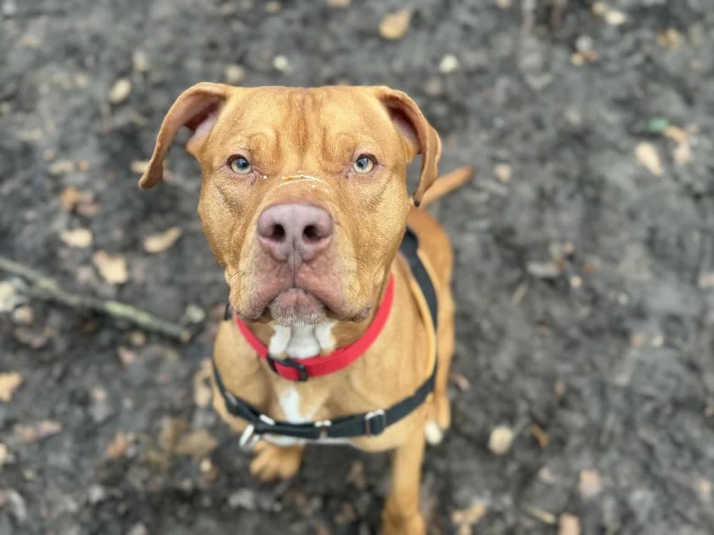 LAYRON OAA19909, male young Pointer for adoption at SPA Orgeval, Orgeval