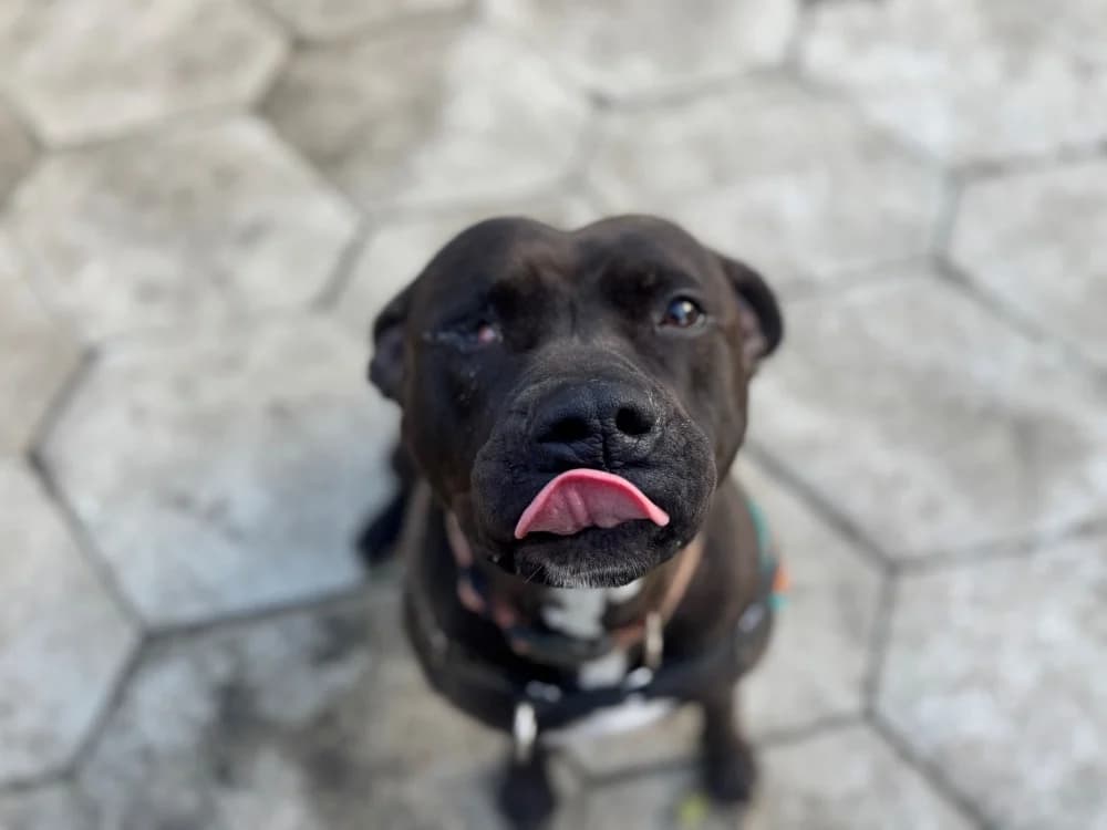 OAA19931 BULMA, female mixed breed for adoption at SPA Orgeval, Orgeval