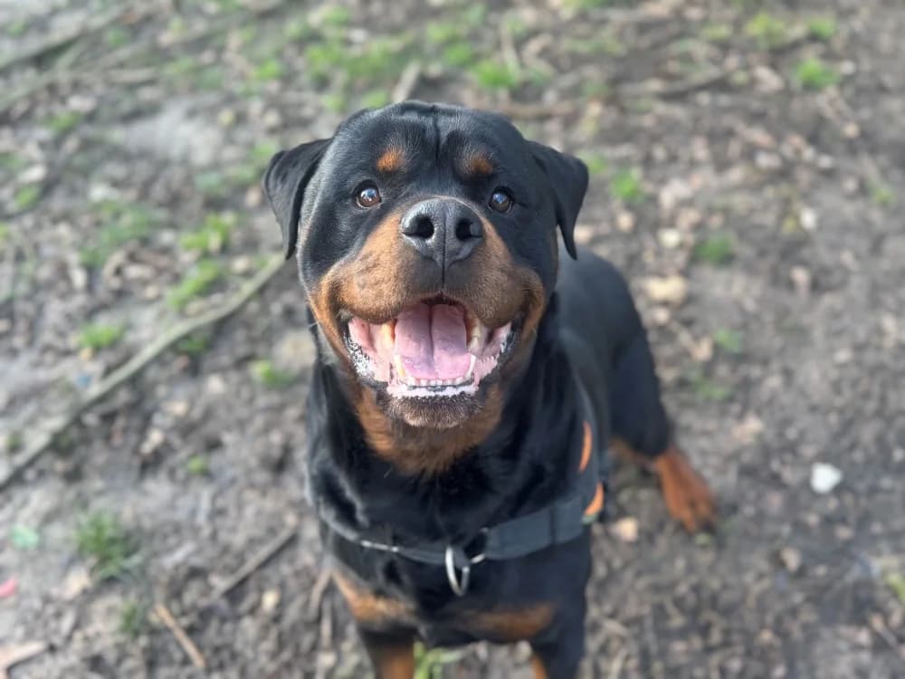OAA19939 PAROS (réservé), male 7yo Rottweiler for adoption at SPA Orgeval, Orgeval