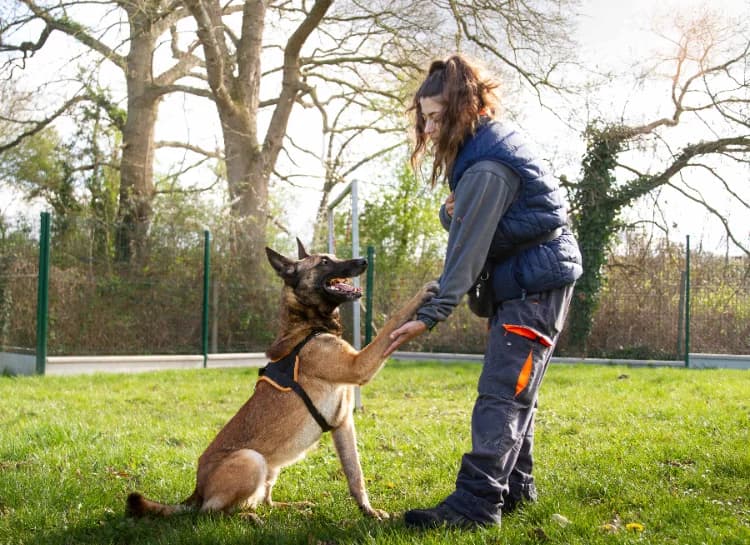 OAA 19932 SCAN, male 5yo Belgian Malinois for adoption at SPA Orgeval, Orgeval