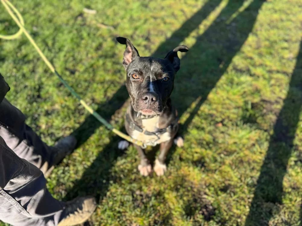 HARIBO, male Labrador Retriever for adoption at SPA Orgeval, Orgeval