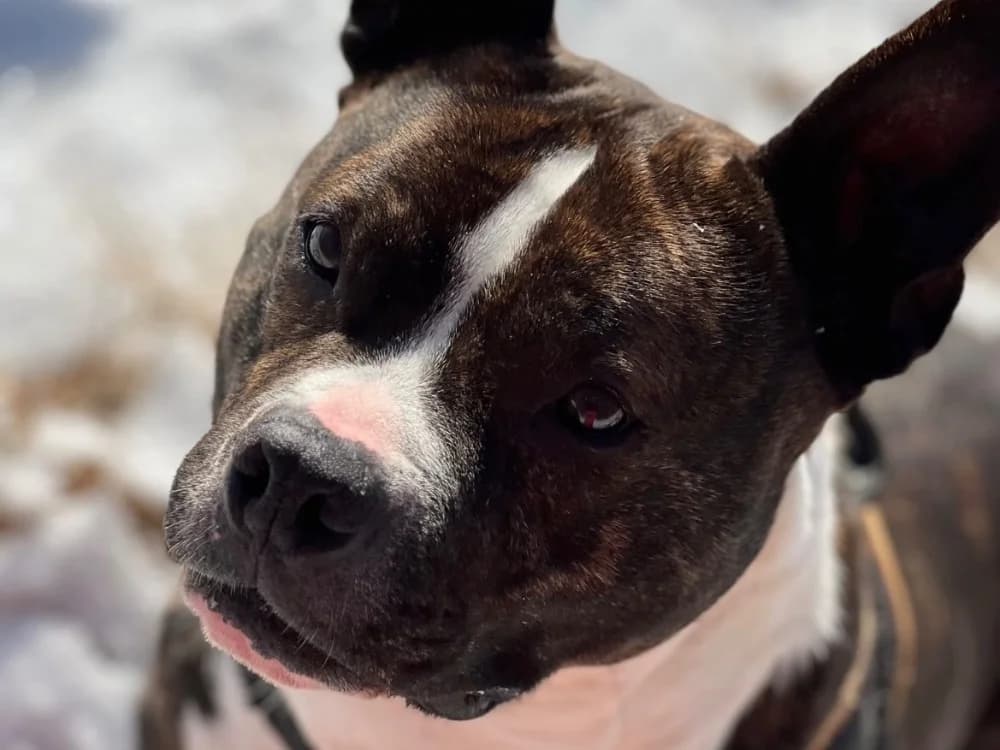 ICEO, male Mixed Breed for adoption at SPA Orgeval, Orgeval