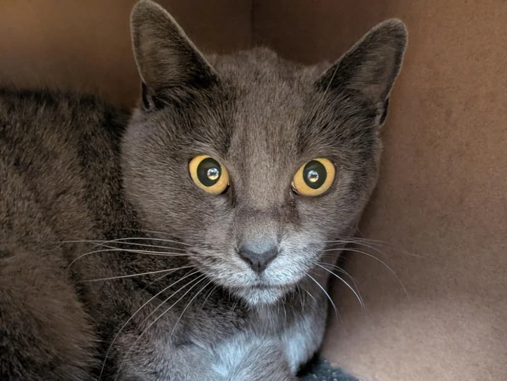 KIA A17264, female mixed breed for adoption at SPA Orgeval, Orgeval