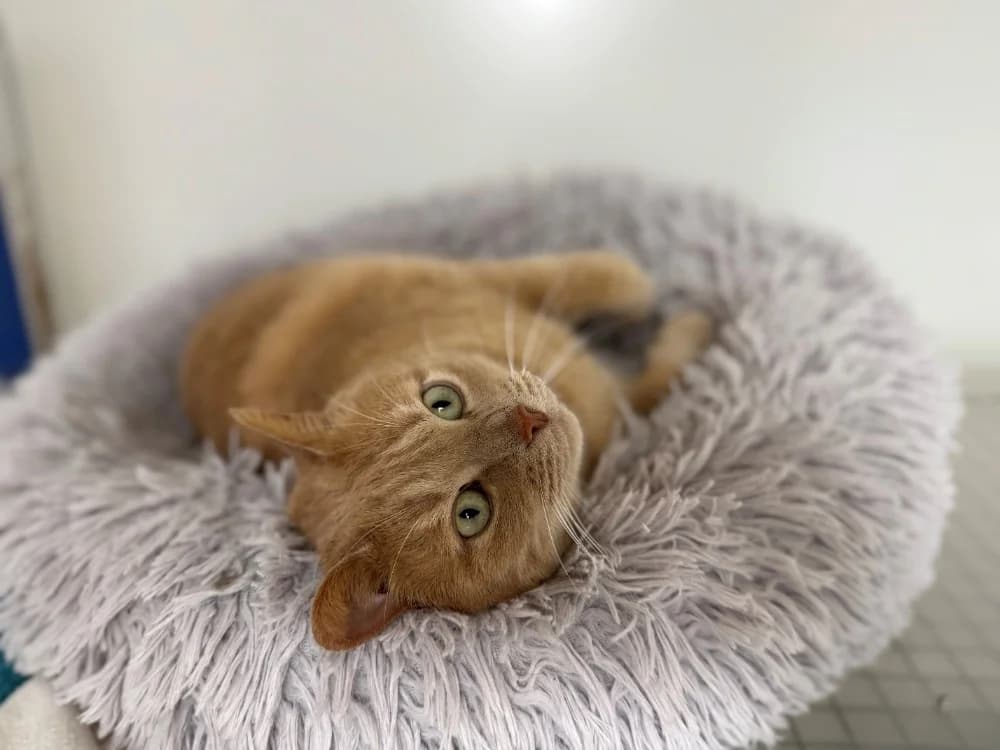 SMOOTHIE A17339, male mixed breed for adoption at SPA Orgeval, Orgeval