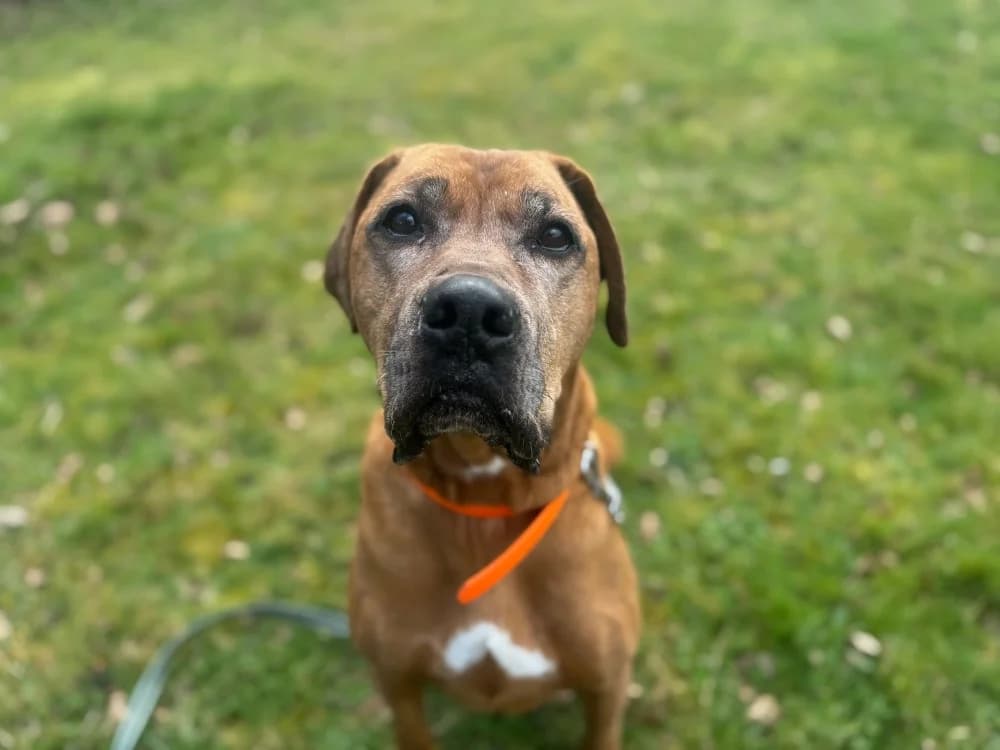 MURPHY, male senior Cane Corso for adoption at SPA Orgeval, Orgeval