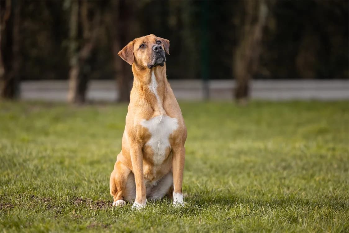 JESSY OAA19777, female mixed breed for adoption at SPA Orgeval, Orgeval