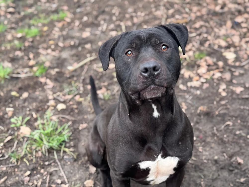 THANOS OAA19945, male Mixed Breed for adoption at SPA Orgeval, Orgeval