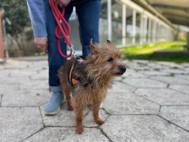 OAA19961 HUGUETTE (Réservée), female Yorkshire Terrier for adoption at SPA Orgeval, Orgeval