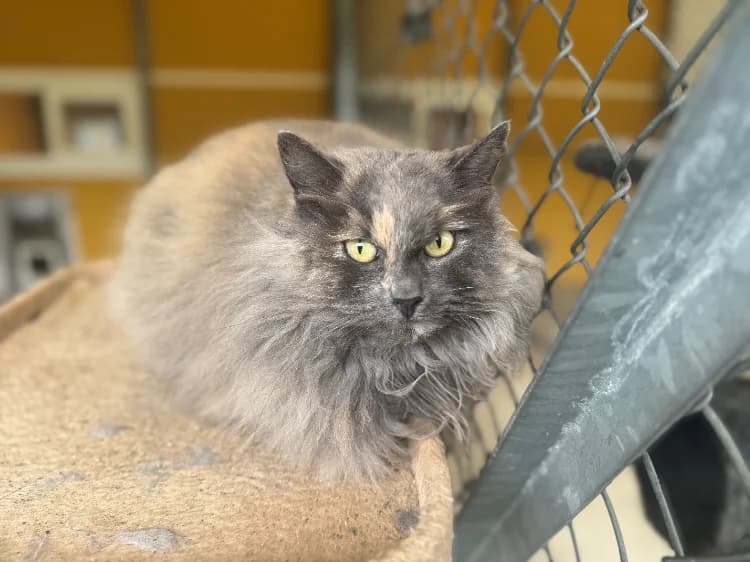 ELFE A17263, female mixed breed for adoption at SPA Orgeval, Orgeval