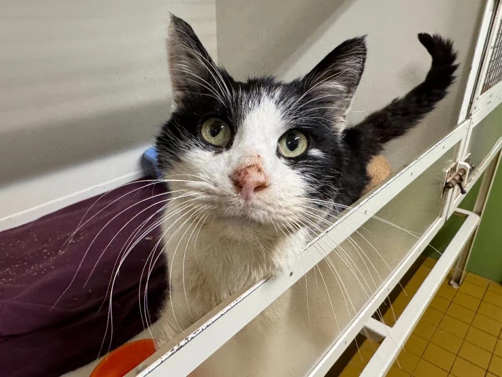 RICK A17368, male mixed breed for adoption at SPA Orgeval, Orgeval