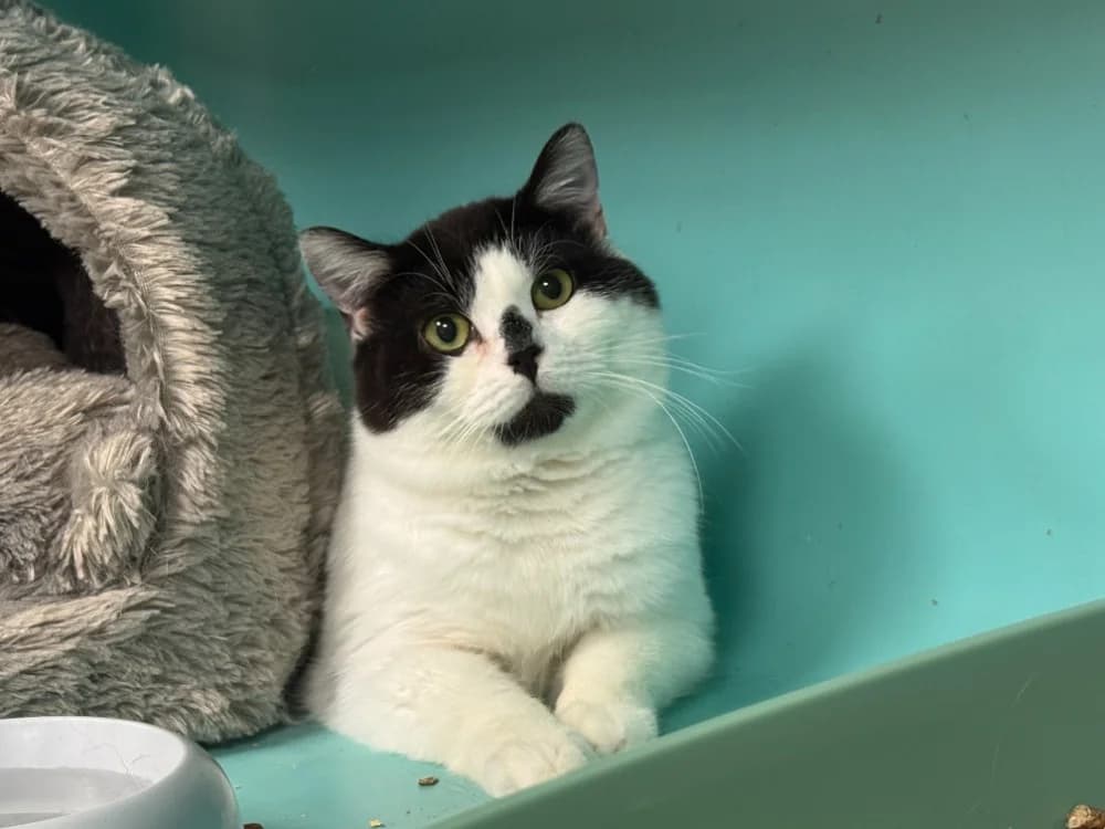 FICELLE A17340, female mixed breed for adoption at SPA Orgeval, Orgeval