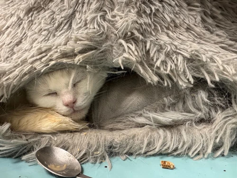 CANNELLE A17342, female mixed breed for adoption at SPA Orgeval, Orgeval