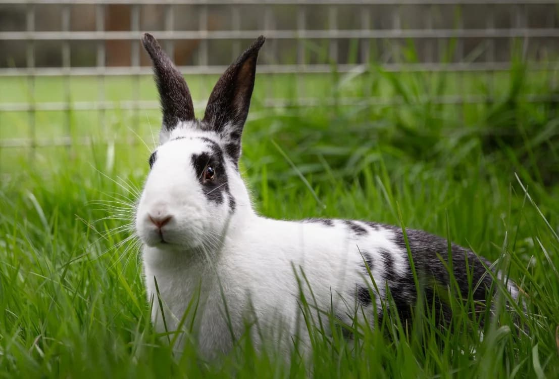 OREA AD944, female mixed breed for adoption at SPA Orgeval, Orgeval