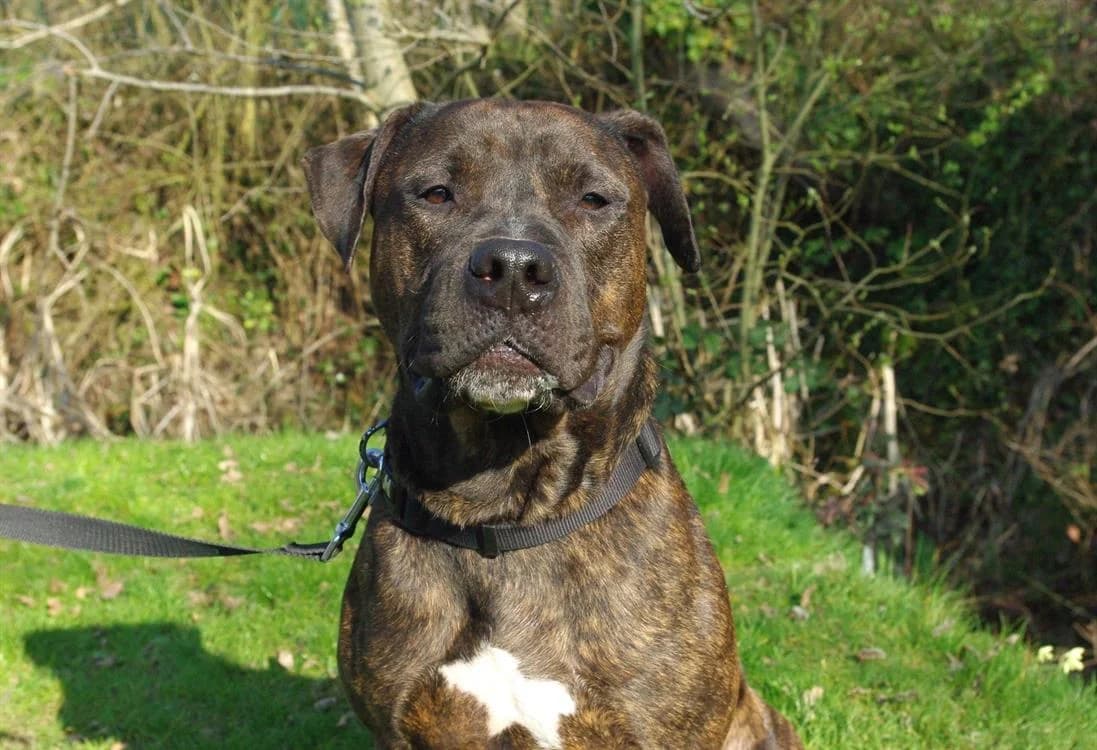 OAA19946 NESTOR, male 3yo Mixed Breed for adoption at SPA Orgeval, Orgeval