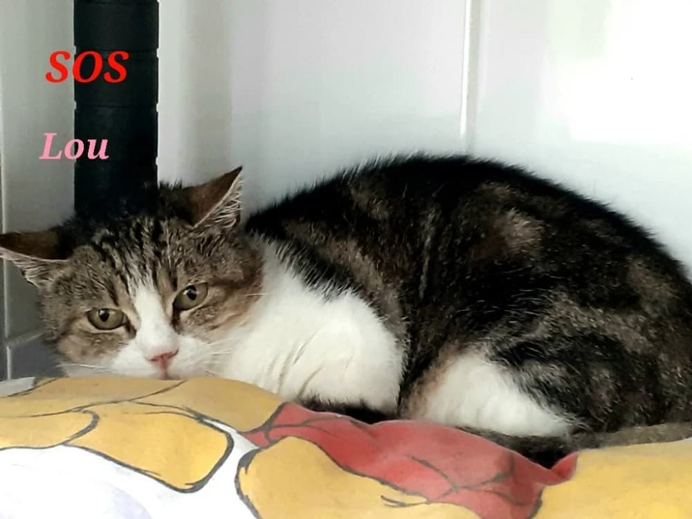 LOU A17382, female senior mixed breed for adoption at SPA Orgeval, Orgeval