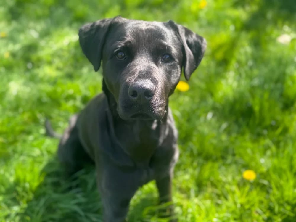 OAA19948 HERA, female Labrador Retriever for adoption at SPA Orgeval, Orgeval