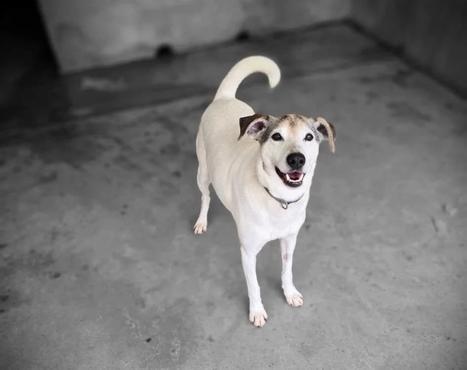 ALPHA OAA19953, male mixed breed for adoption at SPA Orgeval, Orgeval