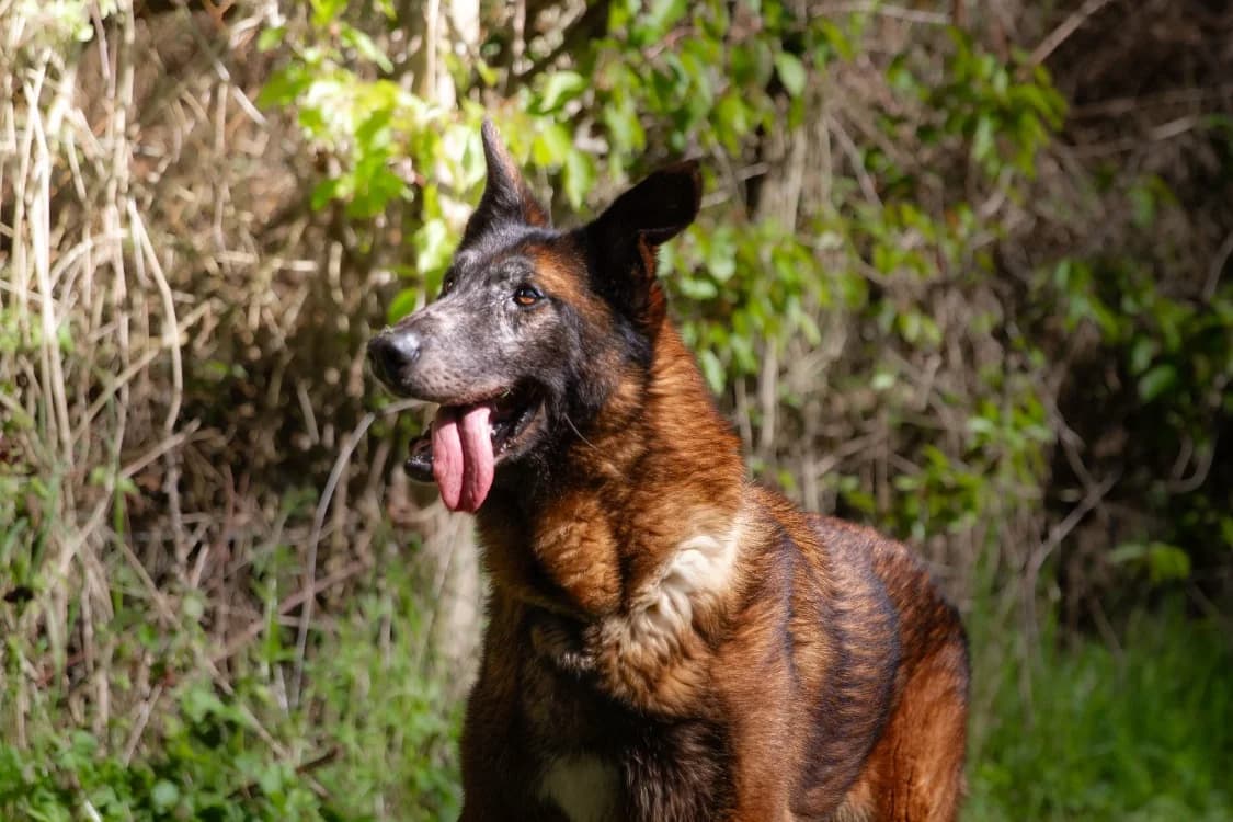 LEON, male senior Belgian Malinois for adoption at SPA Orgeval, Orgeval