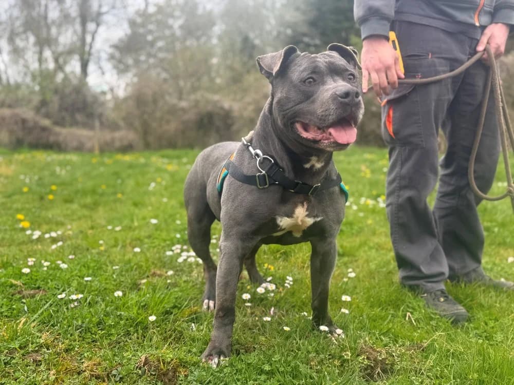 NEVER OAA19968, male American Staffordshire Terrier for adoption at SPA Orgeval, Orgeval