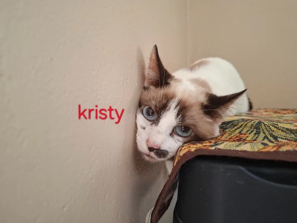 KRISTY A17392, female mixed breed for adoption at SPA Orgeval, Orgeval