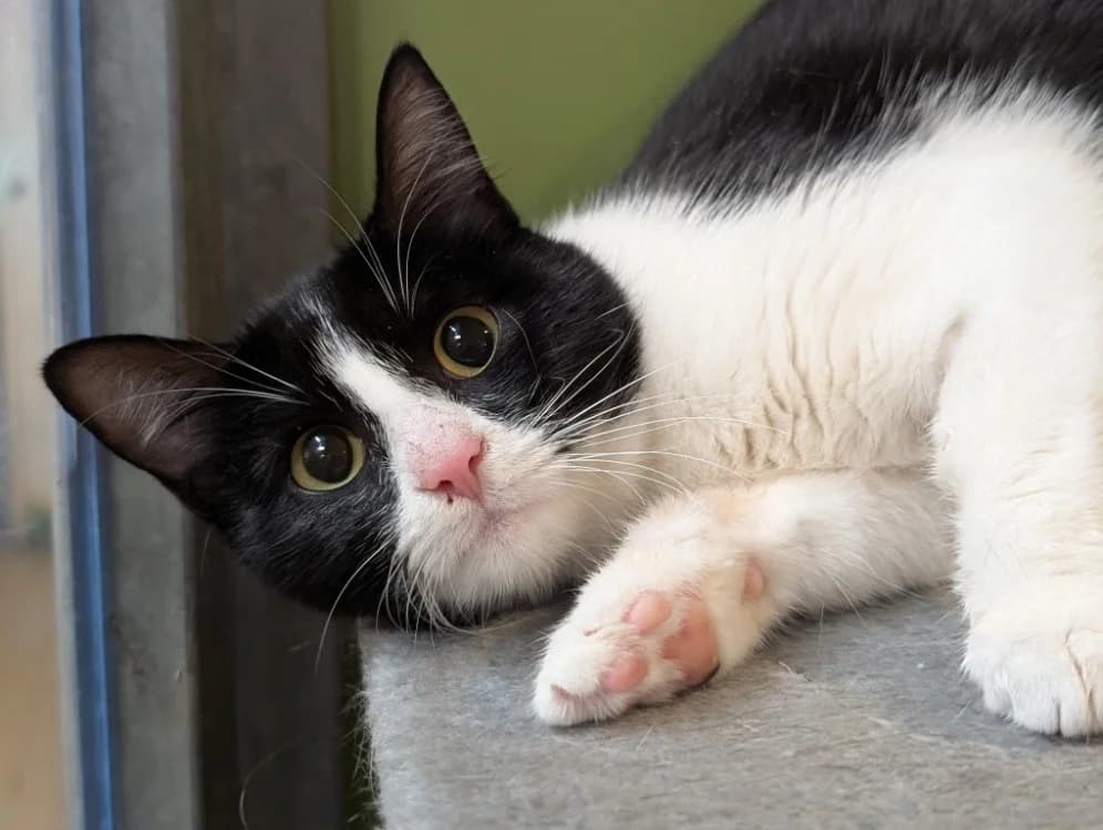 SMURFE A17347, female mixed breed for adoption at SPA Orgeval, Orgeval