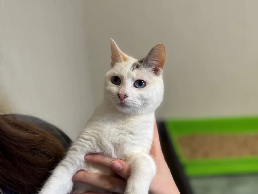 COREE (RESERVEE) A17394, female mixed breed for adoption at SPA Orgeval, Orgeval