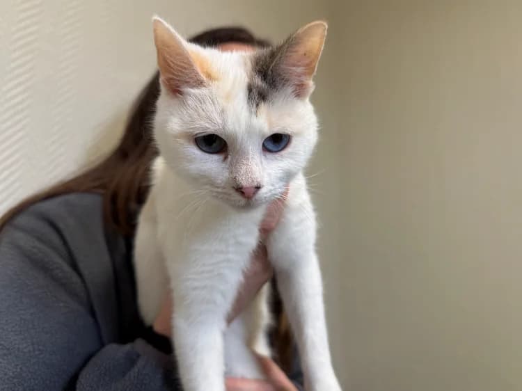 BRESIL (RESERVEE) A17395, male mixed breed for adoption at SPA Orgeval, Orgeval