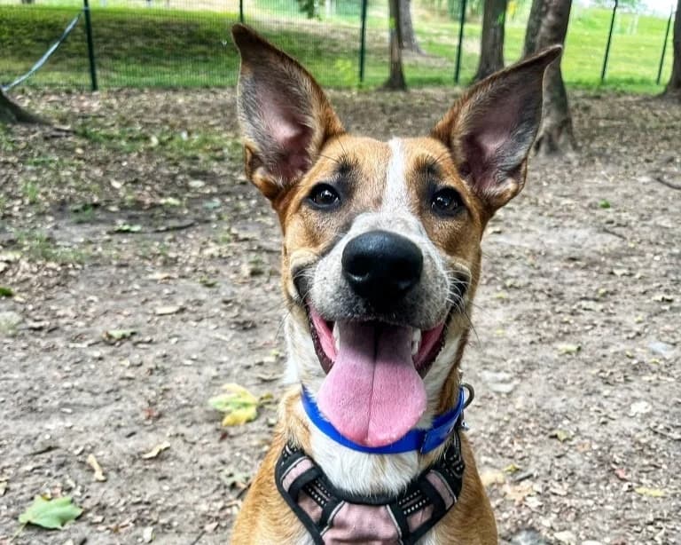 JORA, female Mixed Breed for adoption at SPA Orgeval, Orgeval