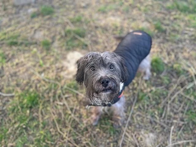 LUMI OAA17175, male mixed breed for adoption at SPA Orgeval, Orgeval