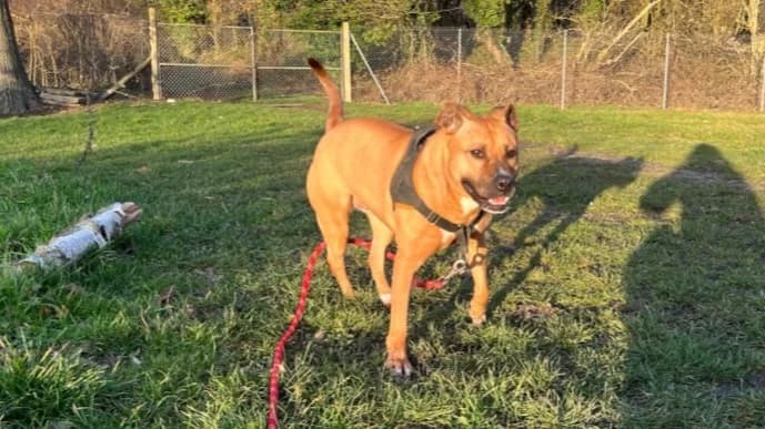 ZOYA OAA19922, female mixed breed for adoption at SPA Orgeval, Orgeval