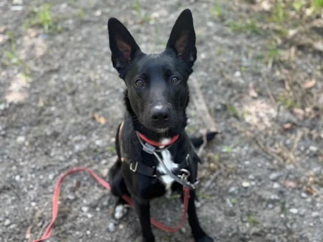 DJENA ROCN150, female Border Collie for adoption at SPA Orgeval, Orgeval