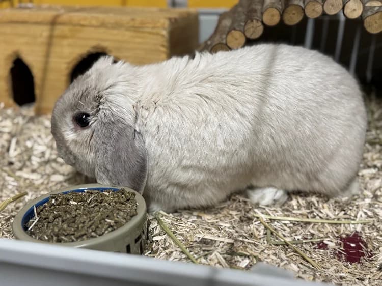 FLOCON AD947, male mixed breed for adoption at SPA Orgeval, Orgeval