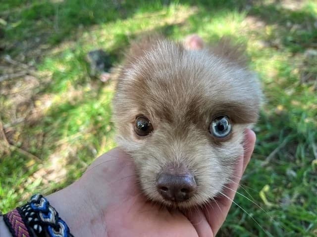 ORION (RESERVE) OAA19988, male 7yo mixed breed for adoption at SPA Orgeval, Orgeval