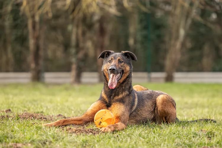 REKO OAA18967, male 5yo Mixed Breed for adoption at SPA Orgeval, Orgeval