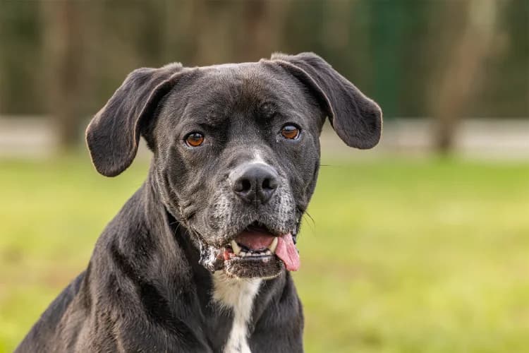 PHOENIX OAA19289, male 6yo Cane Corso for adoption at SPA Orgeval, Orgeval