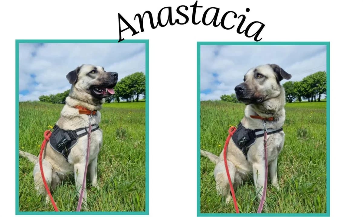 ANASTACIA, female 7yo Mixed Breed for adoption at SPA Cherbourg (Cotentin), Cherbourg