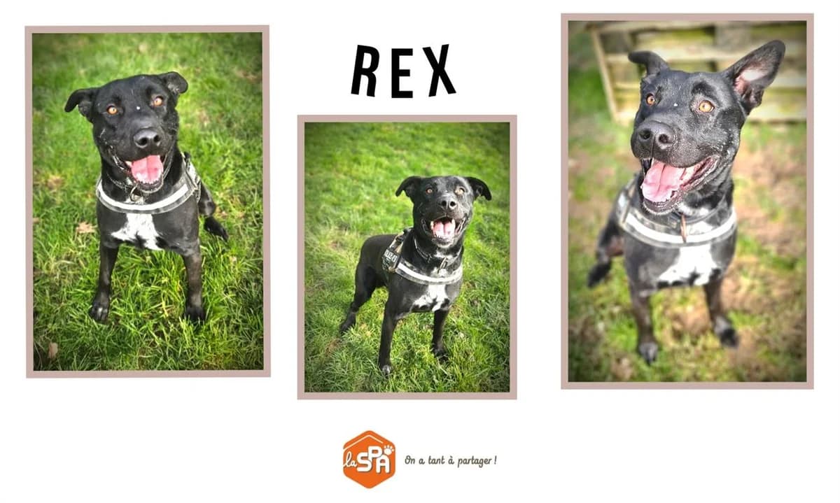 REX, male 6yo Labrador Retriever for adoption at SPA Cherbourg (Cotentin), Cherbourg