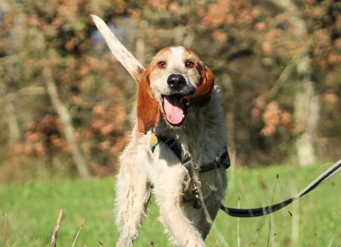 Stranger, male Mixed Breed for adoption at SPA Cherbourg (Cotentin), Cherbourg