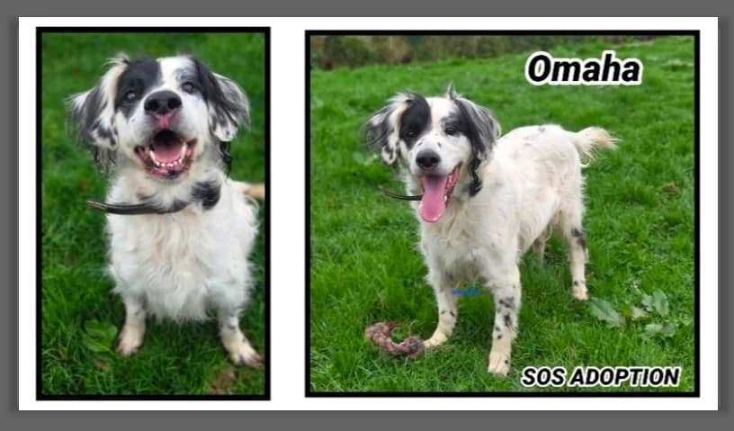 Omaha, male English Setter for adoption at SPA Cherbourg (Cotentin), Cherbourg
